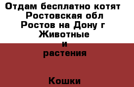 Отдам бесплатно котят  - Ростовская обл., Ростов-на-Дону г. Животные и растения » Кошки   . Ростовская обл.,Ростов-на-Дону г.